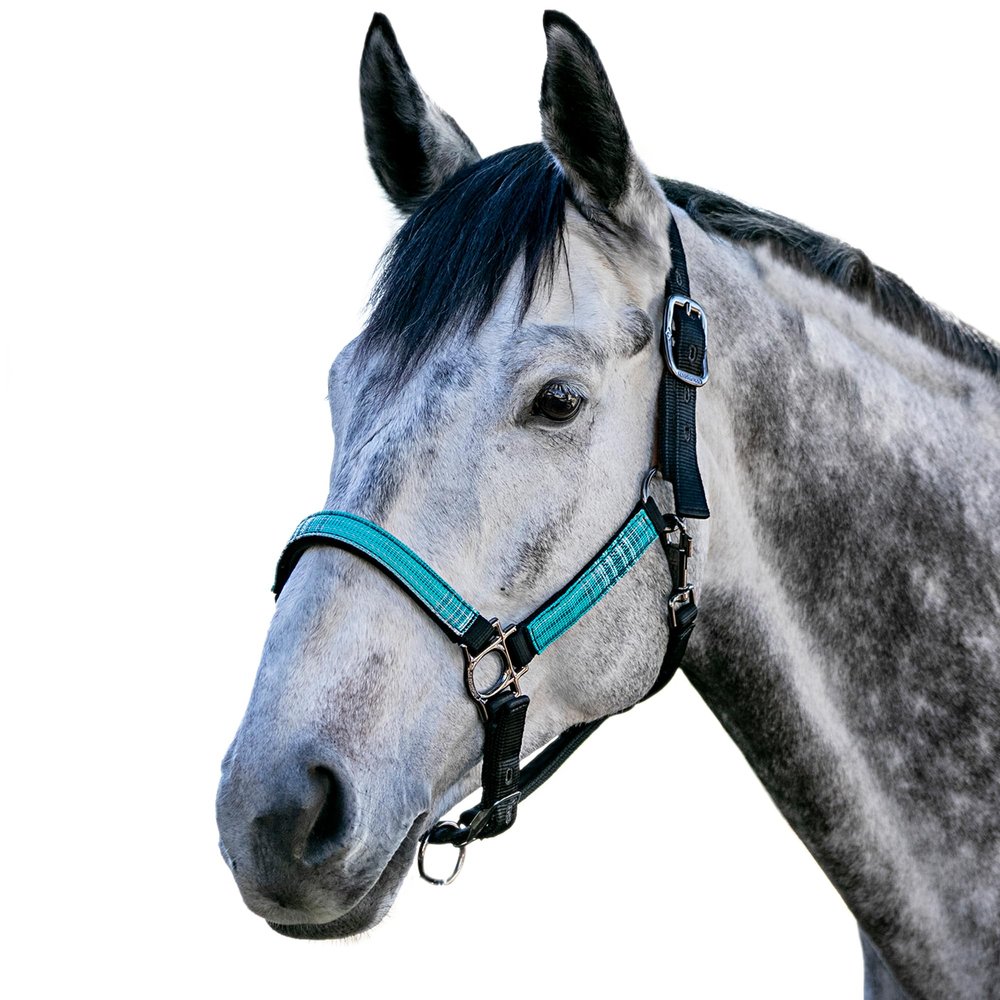 Kensington Premium Nylon Halter Size: XL-Lrg.Horse Color: 2021 - Atlantis