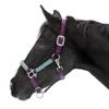 Kensington Premium Nylon Halter Size: M-Small Horse Color: 2019 - Imperial Jade view 1