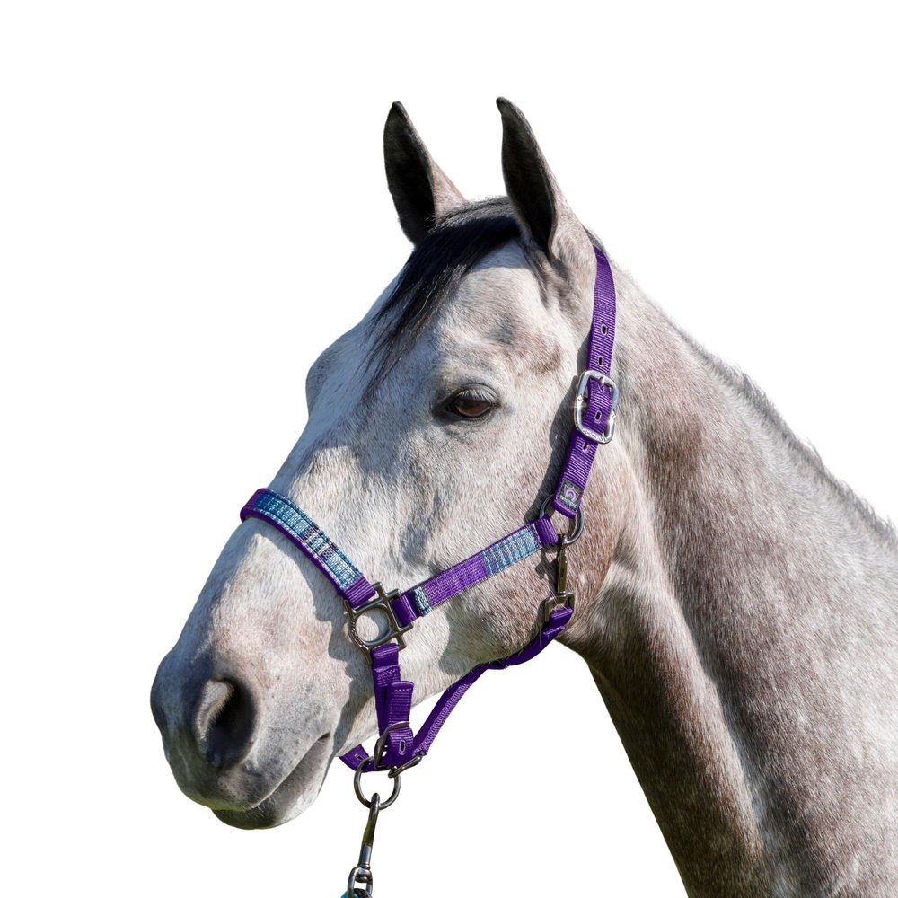 Kensington Premium Breakaway Halter with Padded Nose  Added Breakaway Safety Measures  Snap at Throat for Identical Fit Each Time Size: Medium - Color: Purple w/Lavender Mint