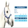 Kensington Premium Breakaway Halter with Padded Nose  Added Breakaway Safety Measures  Snap at Throat for Identical Fit Each Time Size: Medium - Color: Purple w/Lavender Mint view 3