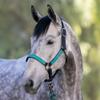 Kensington Premium Nylon Halter Size: M-Small Horse Color: 2021 - Atlantis view 2