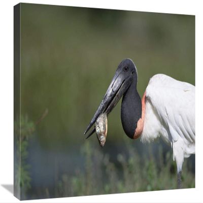 16 x 24 in. Jabiru Stork Catching Fish, Pantanal, Brazil Art Print - Konrad Wothe