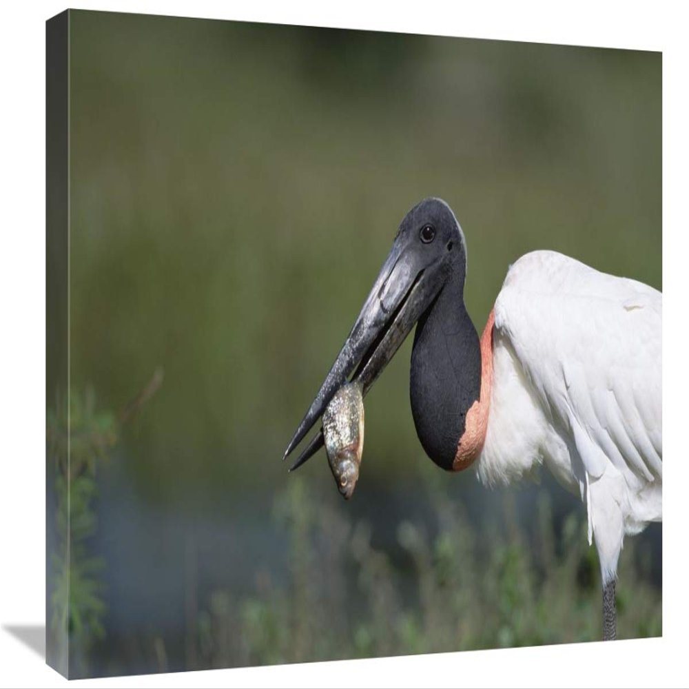 16 x 24 in. Jabiru Stork Catching Fish, Pantanal, Brazil Art Print - Konrad Wothe