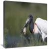 16 x 24 in. Jabiru Stork Catching Fish, Pantanal, Brazil Art Print - Konrad Wothe view 1