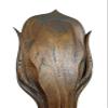 African Safari European Skull Mount Display for Antelope Species and Others (Large) view 3