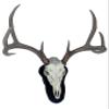 Yakisugi Treatment Jet Black Oak Custom European Skull Mount Wall or Table Display - No Drilling Required view 2