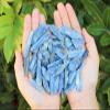 1 Pieces Natural Blue Kyanite Blade 0.75" - 1.25" (Raw Crystal Rough Blue Kyanite) view 2