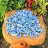 1 Pieces Natural Blue Kyanite Blade 0.75" - 1.25" (Raw Crystal Rough Blue Kyanite) view 3