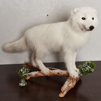 Arctic Fox Taxidermy Mount - White Fox, Snow Fox Mounted, Stuffed Animals for Sale - Real, Decor, LIFESIZE - AM7128