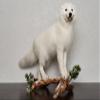 Arctic Fox Taxidermy Mount - White Fox, Snow Fox Mounted, Stuffed Animals for Sale - Real, Decor, LIFESIZE - AM7128 view 2