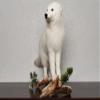 Arctic Fox Taxidermy Mount - White Fox, Snow Fox Mounted, Stuffed Animals for Sale - Real, Decor, LIFESIZE - AM7128 view 3