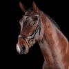 Collegiate ComFiTec Vogue Anatomical Bridle, Brown, Full view 1