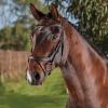 Collegiate ComFiTec Vogue Anatomical Bridle, Brown, Full view 2