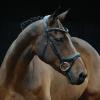 Collegiate ComFiTec Vogue Anatomical Bridle, Black, Full view 3
