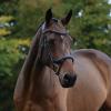 Collegiate ComFiTec Vogue Anatomical Bridle, Black, Full view 4