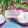 Little Trees U6P-60397: Dragon Fruit view 4