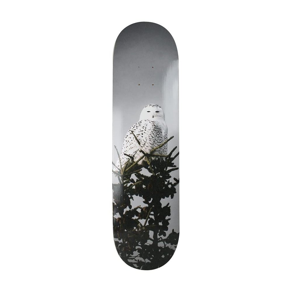 All I Need Skateboard Deck Trembley Snow Owl 8.1"