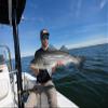 Cortland Striped Bass Sink 8 Saltwater Fly Line, Black/Ice Blue 100ft, WF10S/I view 3
