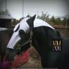 Jousting Horse Armor Medieval Combat Horse Head Protecting Gear Medieval Armor view 1
