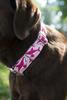 Country Brook Design - Pink Sharks Polyester Webbing (1 1/2 Inch, 10 Yards) view 2