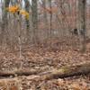BuckStik Whitetail Mock Scrape System | All in one Licking Branch, Rubbing Post | Buck Attractant | Deer Attractant | Includes Pure Glandular Scents view 3