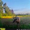 BuckStik Whitetail Mock Scrape System | All in one Licking Branch, Rubbing Post | Buck Attractant | Deer Attractant | Includes Pure Glandular Scents view 4