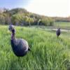 Bone Collector Upright Hen and Jake Turkey Decoy Combo Light-Weight, Collapsible, Lifelike view 2