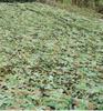 Garden Sun Block Camo Netting, Army Tarp Camouflage Netting, Lightweight Durable Hunting Blinds, for Military Theme Bedroom Decorations, Deer Stand (Size : 3X6m(10ft X 20ft)) view 1