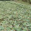 Garden Sun Block Camo Netting, Army Tarp Camouflage Netting, Lightweight Durable Hunting Blinds, for Military Theme Bedroom Decorations, Deer Stand (Size : 9X9m(29ft X 29ft)) view 1