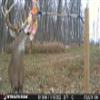 BuckStik BuckBranch Tree/Post Mounted Deer Licking Branch Mock Scrape System | Includes Pure Gland Scents | Licking Branch | Alternative to Baiting | Deer Attractant | Bow Hunting | Buck Stick view 3