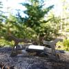 Kuvik Micro Titanium Solid Fuel Stove - Ultralight and Compact Stove for Backpacking, Camping, and Survival view 2