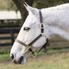 Equinavia Valkyrie Triple Stitched Adjustable Leather Halter with Brass Plated Hardware - Chocolate Brown - Warmblood view 4