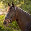 Equinavia Saga Dressage Padded Crank Noseband Bridle with Flash and Reins - Black - Cob view 3