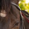 Equinavia Saga Dressage Padded Crank Noseband Bridle with Flash and Reins - Black - Cob view 4