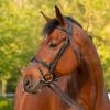 Equinavia Saga Padded Cavesson Dressage Bridle with Reins and Removable Flash - Black - Horse view 3