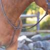 Equinavia Saga Adjustable Leather Standing Martingale with Stainless Steel Hardware (Stopper Not Included) - Chocolate Brown - Cob view 2