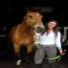 Tack Shack of Ocala Custom Padded Leather Halter with Customized Engraved Name Plate Option Horse Halter (Horse) view 3