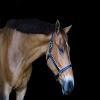 Tack Shack of Ocala Custom Padded Leather Halter with Customized Engraved Name Plate Option Horse Halter (Cob) view 4