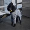 Zippy Dynamics Special Wear Protective Dog Clothes for The Protection, Comfort, and Cozy Feel of Your Fur Friend- Clothes for Dogs- Warm Dog Clothes- Full Body Suits for Small Legged Breed Dogs (13S) view 3
