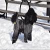 Zippy Dynamics Special Wear Protective Dog Clothes for The Protection, Comfort, and Cozy Feel of Your Fur Friend- Clothes for Dogs- Warm Dog Clothes- Full Body Suits for Small Legged Breed Dogs (11S) view 4