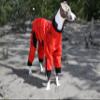 Zippy Dynamics Special Wear Protective Dog Clothes for The Protection, Comfort, and Classy Look of Your Fur Friend- Clothes for Dogs- Warm Dog Clothes- Full Body Suits For Long Legged Breed Dogs (12S) view 3