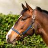 Equinavia Pegasus Adustable Breakaway Horse Halter - Blackwatch/Plaid - Pony view 3