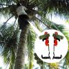 Tree Climbing Spike Set, Adjustable Tree Climbing Spikes Shoes Climbing Tool with Harness, Non-Slip 2 Claws Tree Climbing Spurs for Fruit Picking and Hunting, Thickened Pedals view 3