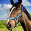 BYFDIY Custom Name Horse Halter Nylon Personalized Embroidered Horse Halter view 3