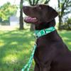 Country Brook Design - Kelly Green Hawaiian Polyester Webbing (1 Inch, 50 Yards) view 3