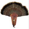 Cedar Turkey Tail Mounting Kit w/Beard and Spur Display- Personalized, Two Designs view 1