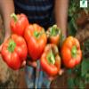 Red BELL Peppers 1 Pound Bulk Bag-Heat Sealed to Maintain Freshness-Crushed & Dried Spice Seasoning view 4