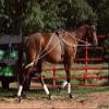 Leaders Training or Lungeing Aid for Horse (Black) view 1