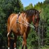 Leaders Training or Lungeing Aid for Horse (Black) view 2