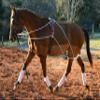 Leaders Training or Lungeing Aid for Horse (Black) view 3